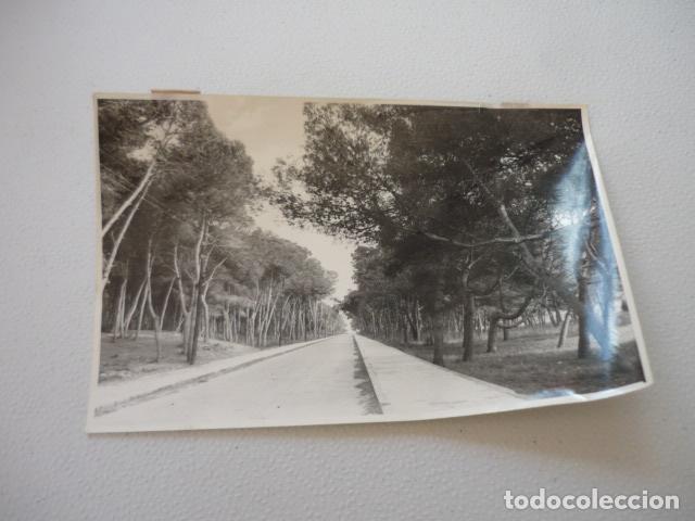Alte Fotografie: VALENCIA UN BOSQUE ANTIGUA FOTOGRAFIA ORIGINAL 18 X 12 CM