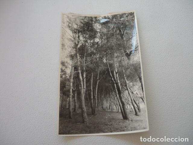 Alte Fotografie: VALENCIA PINARES ANTIGUA FOTOGRAFIA ORIGINAL 18 X 12 CM