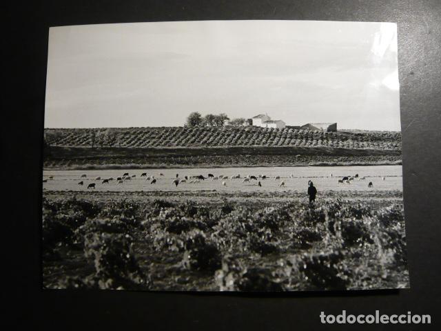 Alte Fotografie: PEDRO MU&Ntilde;OZ CIUDAD REAL CAMPO DE VI&Ntilde;AS JOSEP CIGANOVIC FOTOGRAFO ANTIGUA FOTOGRAFIA 18 X 24 CM