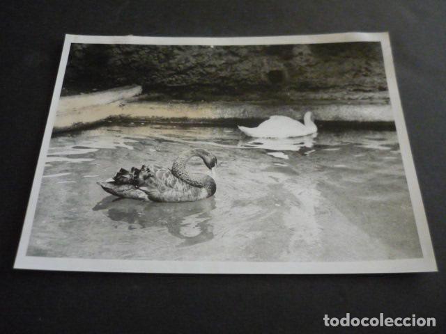 Antique Photography: POTUGALETE VIZCAYA PARQUE ZOOLOGICO ANTIGUA FOTOGRAFIA ORIGINAL 16 X 22 CM