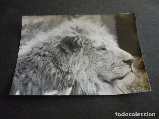 Antique Photography: VENDRELL TARRAGONA PARQUE ZOOLOGICO RIOLEON SAFARI ANTIGUA FOTOGRAFIA ORIGINAL 18 X 13 CM