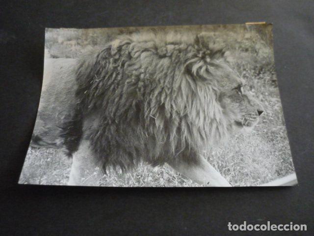 Antique Photography: VENDRELL TARRAGONA PARQUE ZOOLOGICO RIOLEON SAFARI ANTIGUA FOTOGRAFIA ORIGINAL 18 X 13 CM