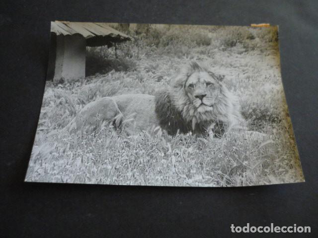 Fotograf&iacute;a antigua: VENDRELL TARRAGONA PARQUE ZOOLOGICO RIOLEON SAFARI ANTIGUA FOTOGRAFIA ORIGINAL 18 X 13 CM