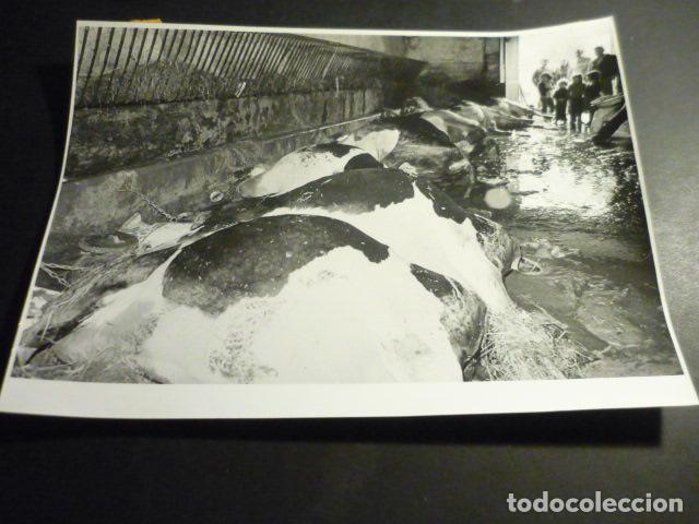 Alte Fotografie: MARRON CANTABRIA INUNDACIONES ANTIGUA FOTOGRAFIA ORIGINAL 24 X 18 CM
