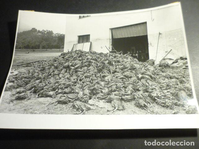 Alte Fotografie: MARRON CANTABRIA INUNDACIONES ANTIGUA FOTOGRAFIA ORIGINAL 24 X 18 CM