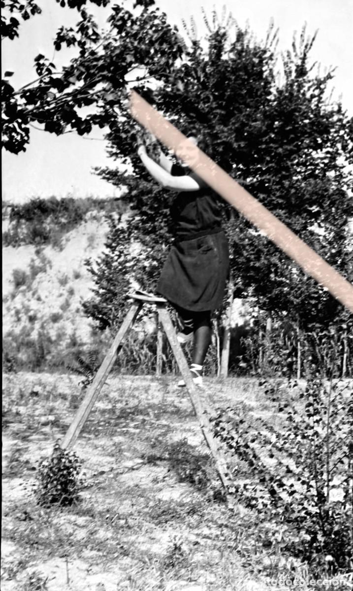 Fotograf&iacute;a antigua: Antiguo negativo de fotograf&iacute;a. Mujer trabajando en la recolecci&oacute;n agr&iacute;cola. A&ntilde;os 30