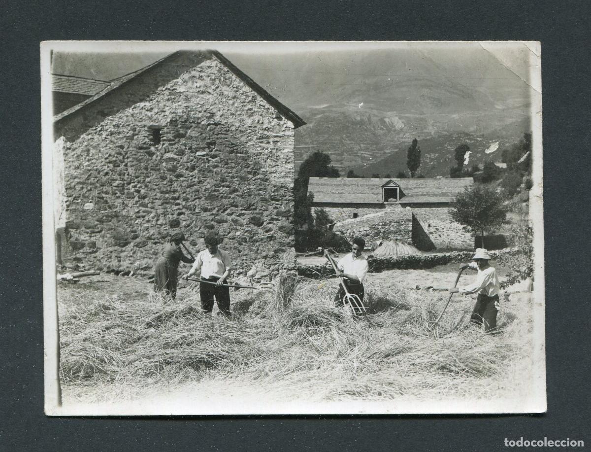 Antique Photography: CAMPO. ERA. SIEGA. Trabajos del campo. 120x90mm. ca.1950