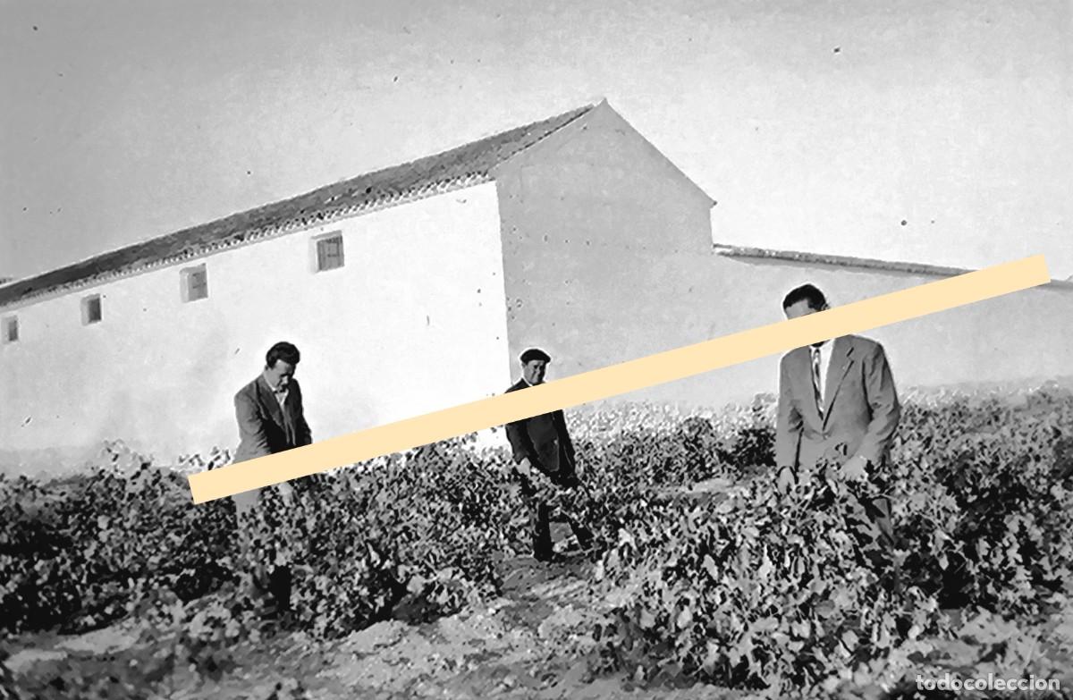 Fotograf&iacute;a antigua: Antiguo negativo de fotograf&iacute;a. Hombres entre vi&ntilde;edos. A&ntilde;os 40