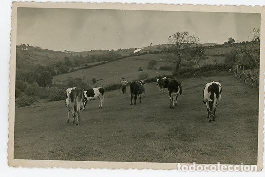 Fotografia antiga: NORE&Ntilde;A. ASTURIAS. FOTO LASTRA. PRADO CON VACAS