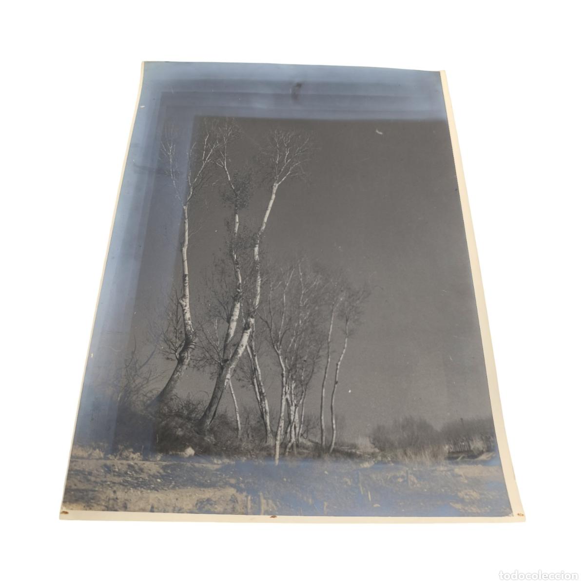 Photographie ancienne: Foto Antigua. Paisaje Nocturno o de Atardecer. Arboleda y Chopos. Gelatinobromuro. c. 1920. 40x30 cm