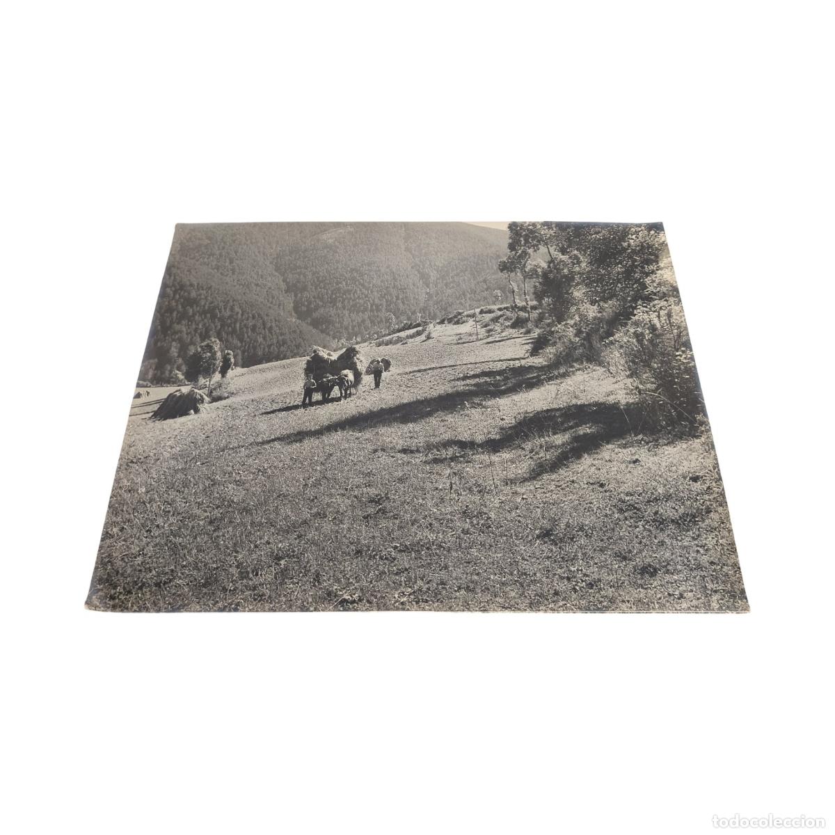 1920. Foto Antigua. Campesinos Cargando Yunta con Haces de Paja. Etnografía. Gelatinobromuro. 40x30