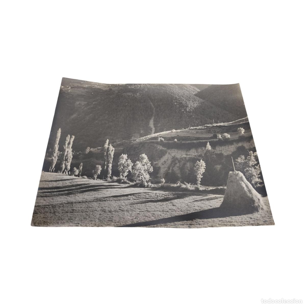Fotograf&iacute;a antigua: 1920. Foto Antigua. Hacina de Paja en Prado de Monta&ntilde;a y Chopos. Gelatinobromuro. 39x29 cm