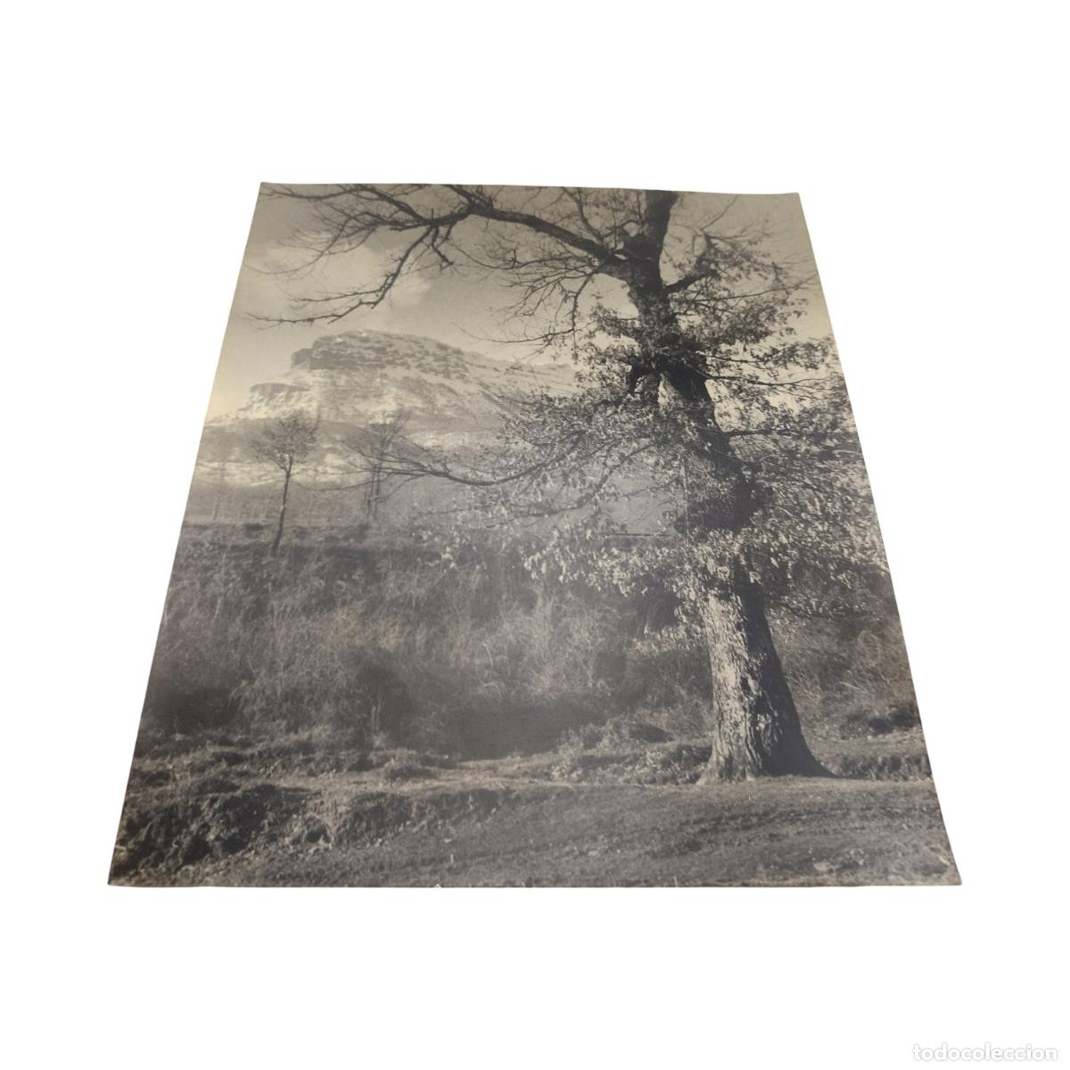 Fotograf&iacute;a antigua: 1920. Foto Antigua. &Aacute;rbol Monumental y Farall&oacute;n Rocoso de Monta&ntilde;a. Gelatinobromuro. 33x29 cm