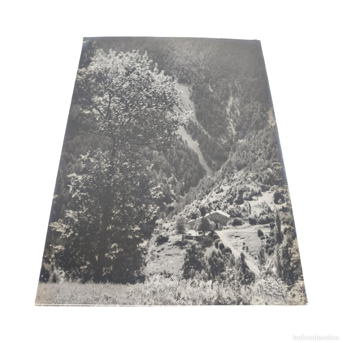 Fotograf&iacute;a antigua: 1920. Foto Antigua. Borda de Monta&ntilde;a Aislada en la Ladera entre Bosque y &Aacute;rbol Frondoso. Gelatinobro