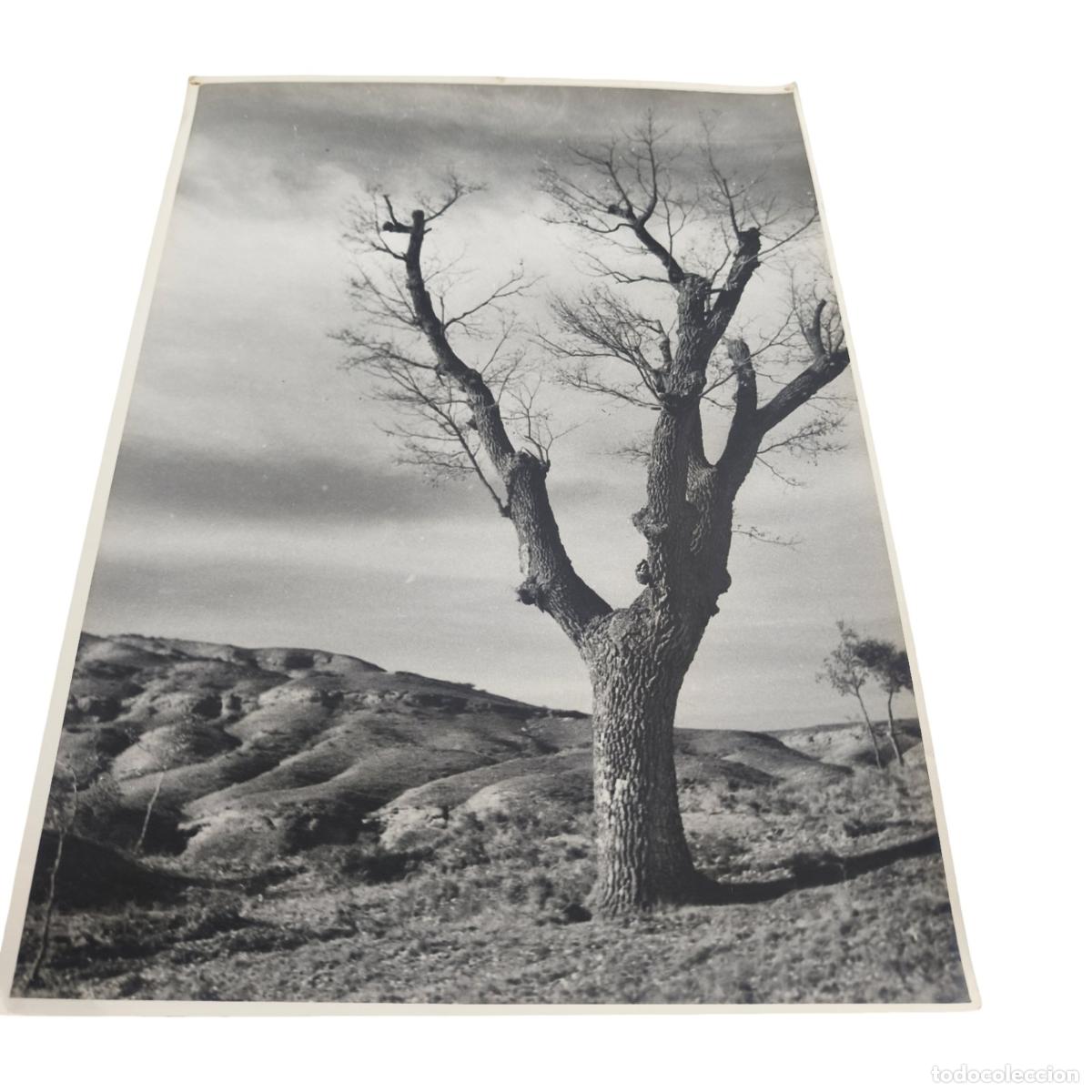 Fotograf&iacute;a antigua: 1920. Foto Antigua. &Aacute;rbol Centenario Solitario en Paisaje de C&aacute;rcavas y Cerros. Gelatinobromuro. 40x