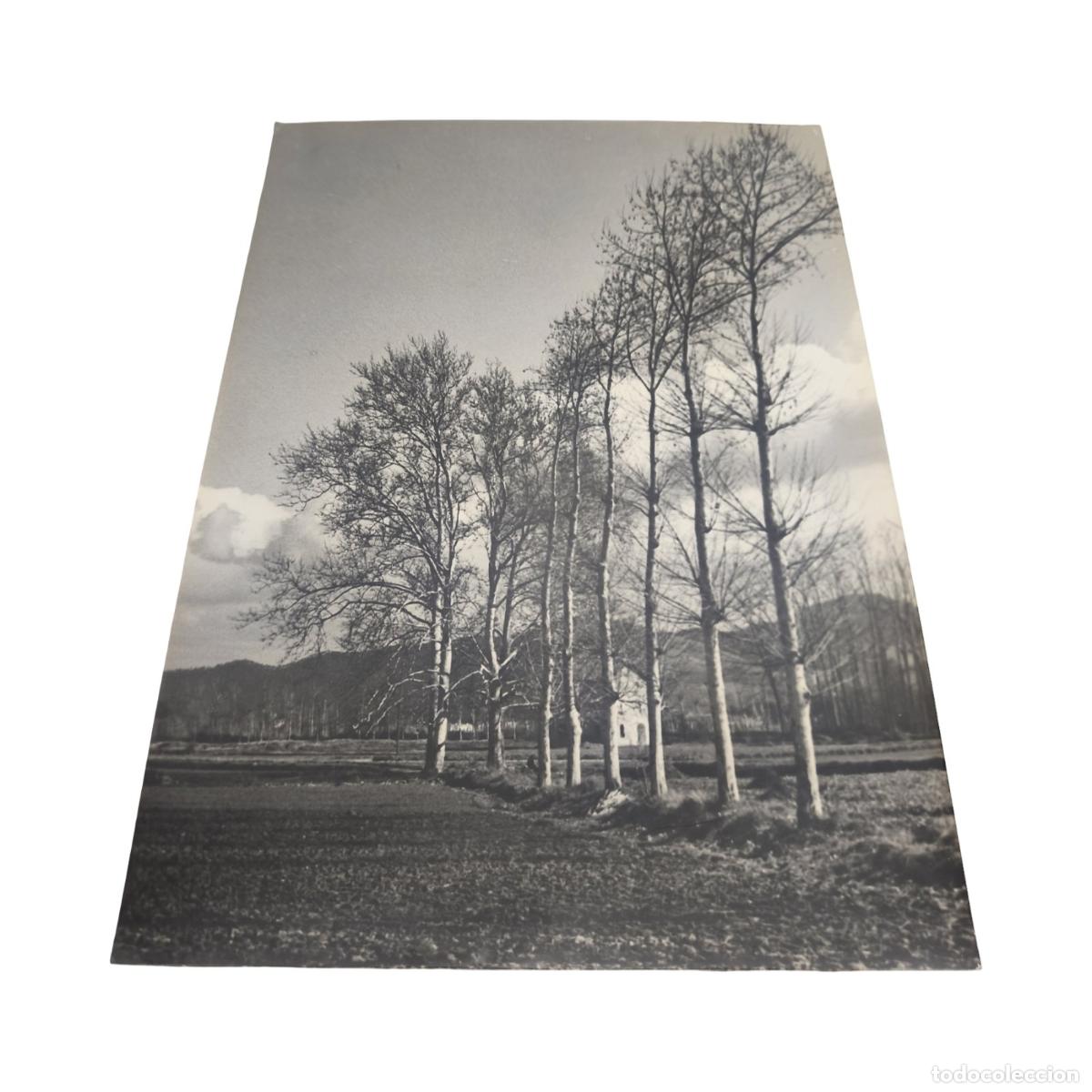 Fotograf&iacute;a antigua: 1920. Foto Antigua. Hilera de Chopos y Campo de Cultivo. Paisaje Rural. Gelatinobromuro. 40x30 cm