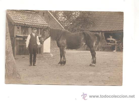 Fotografia antiga: FOTO POSTAL ANTIGUA ESPECTACULAR CABALLO PERCHERON ??