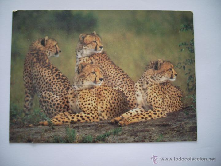 Fotografia antica: TARJETA POSTAL AFRICA  DEL SUR ,TIGRES