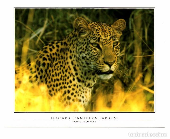 Fotograf&iacute;a antigua: LEOPARDO - Foto 1