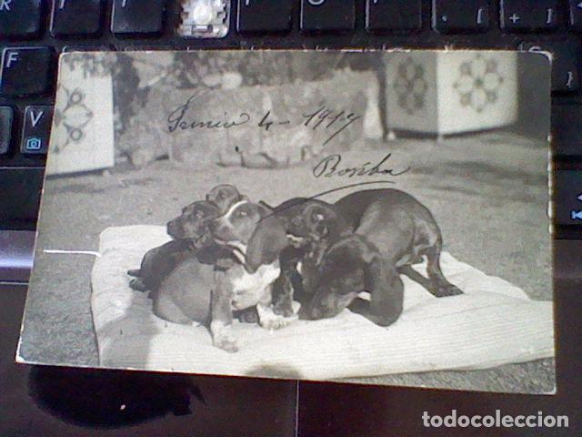 Antique Photography: fotografia postal 1917 perros creo salchicha bonita