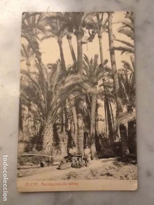 Fotograf&iacute;a antigua: Elche. Recolecci&oacute;n de d&aacute;tiles. - Foto 1