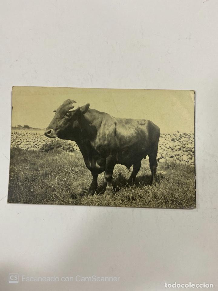 Fotograf&iacute;a antigua: TARJETA POSTAL. FOTOGRAFICA. MAHON. UN TORO. VER