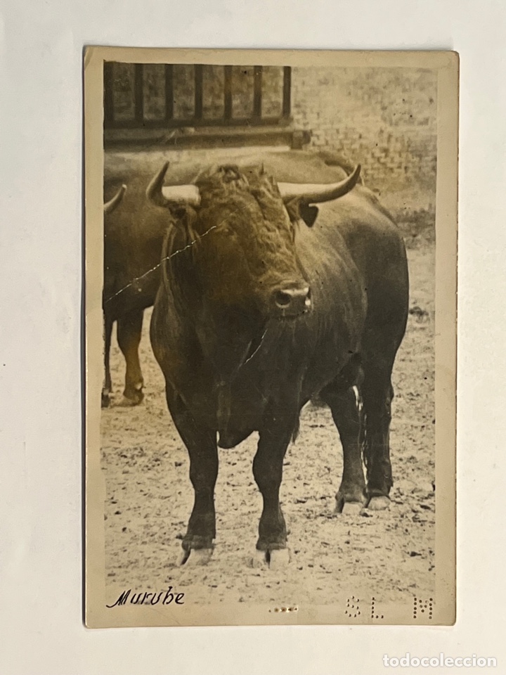 Fotografia antica: TOROS.. Murube Ganader&iacute;a .. hermosa fotograf&iacute;a de toda una ganader&iacute;a de reses bravas (h.1920?)