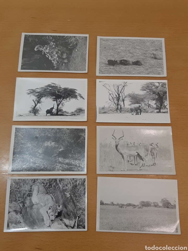 Antique Photography: Postales africanas antiguas de animales Leonar y afga vintage
