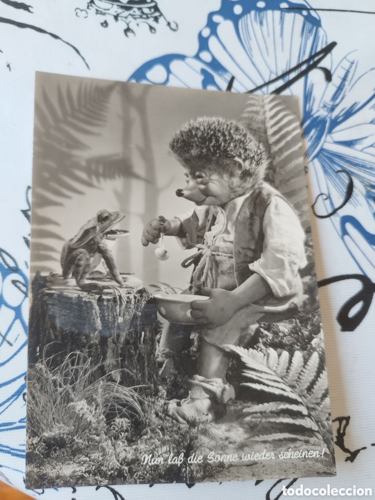 Antique Photography: Postal erizo mecki