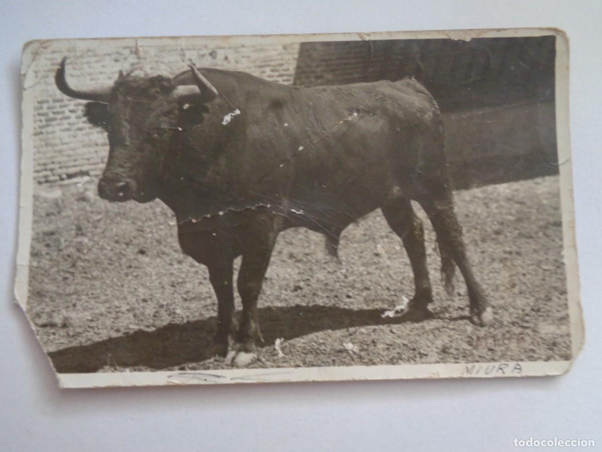 Fotografia antica: FOTO DE UN TORO BRAVO DE MIURA . DE RODERO , REDACTOR GRAFICO DE &uml; TOROS Y TOREROS &uml;