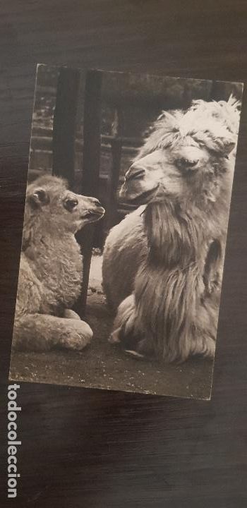 Fotografia antica: COMITE NATIONAL DE L,ENFANCE