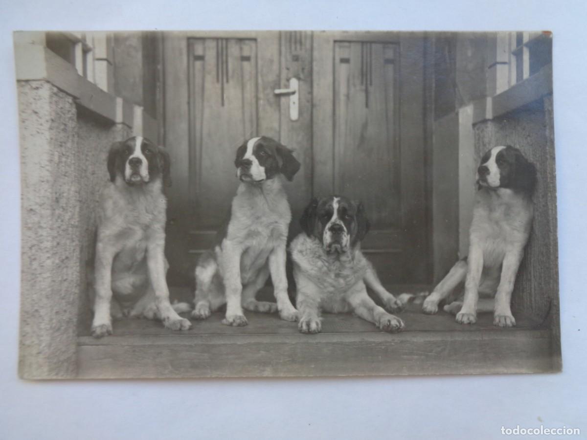 Alte Fotografie: FOTO DE PERROS
