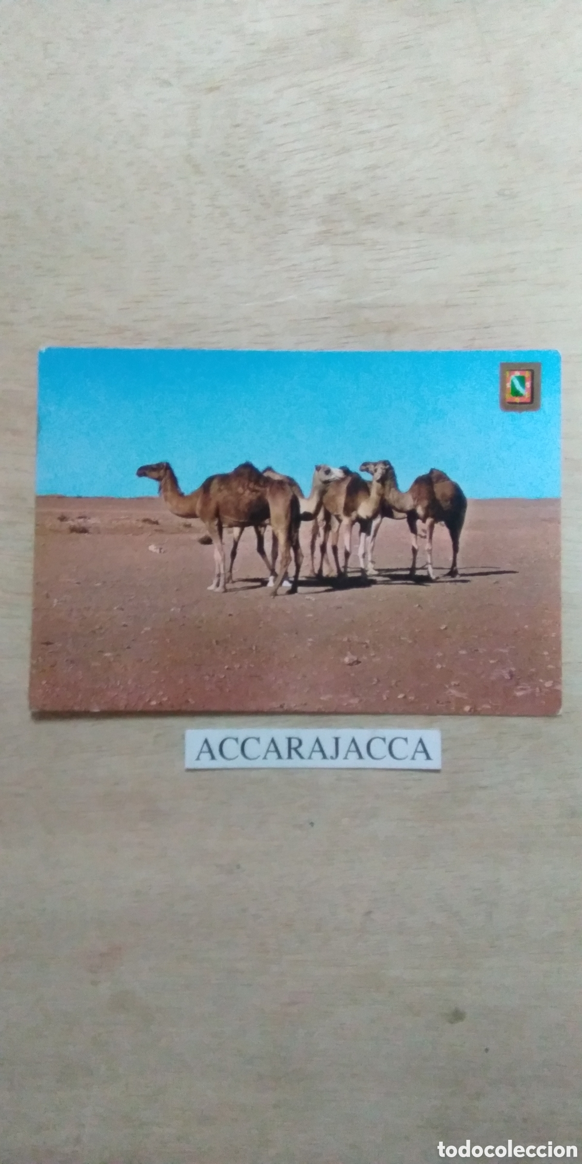 Alte Fotografie: Postal. Aaiun. S&aacute;hara Espa&ntilde;ol. Dromedarios