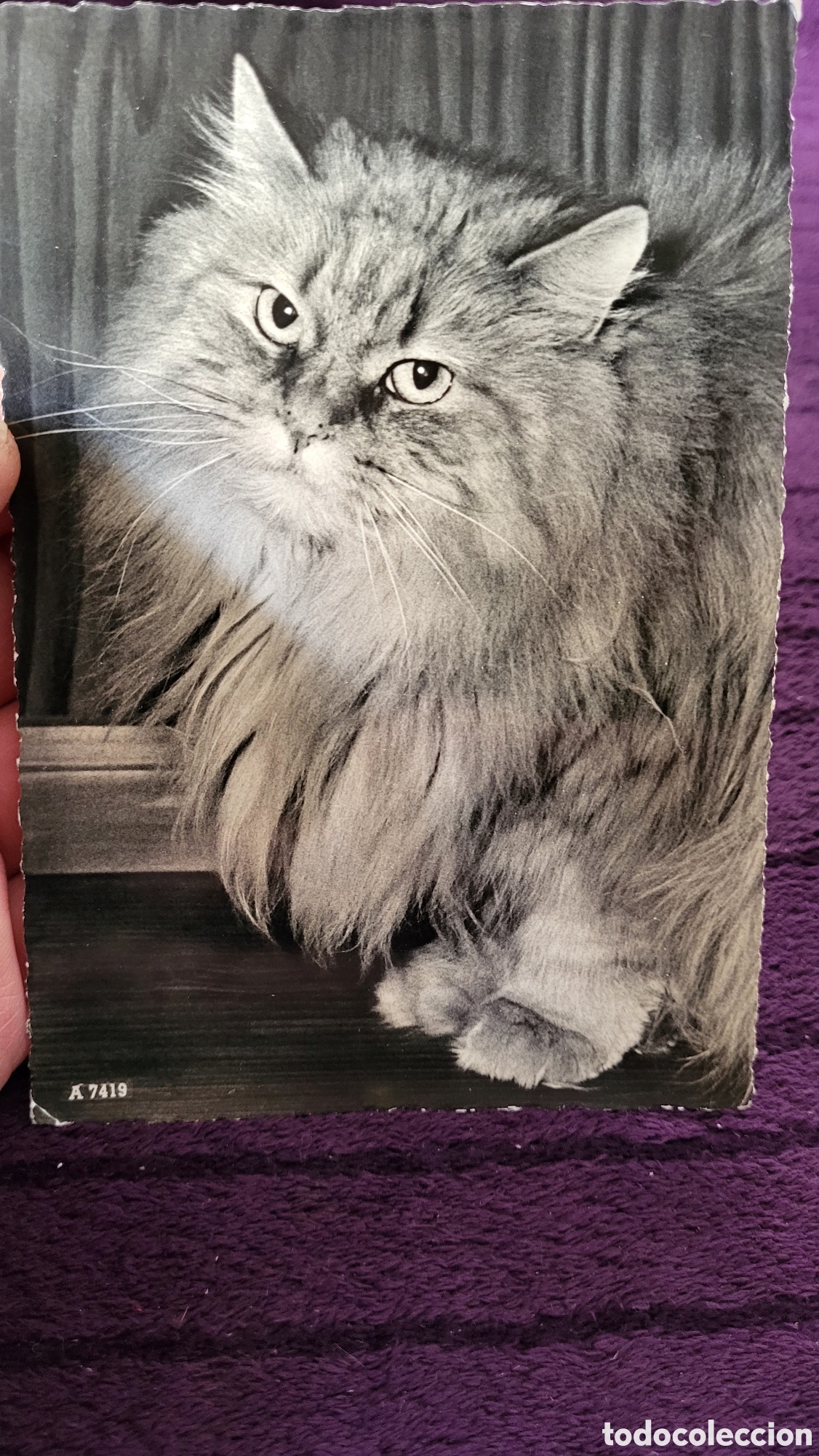 Fotograf&iacute;a antigua: Fotograf&iacute;a antigua Tarjeta Postal