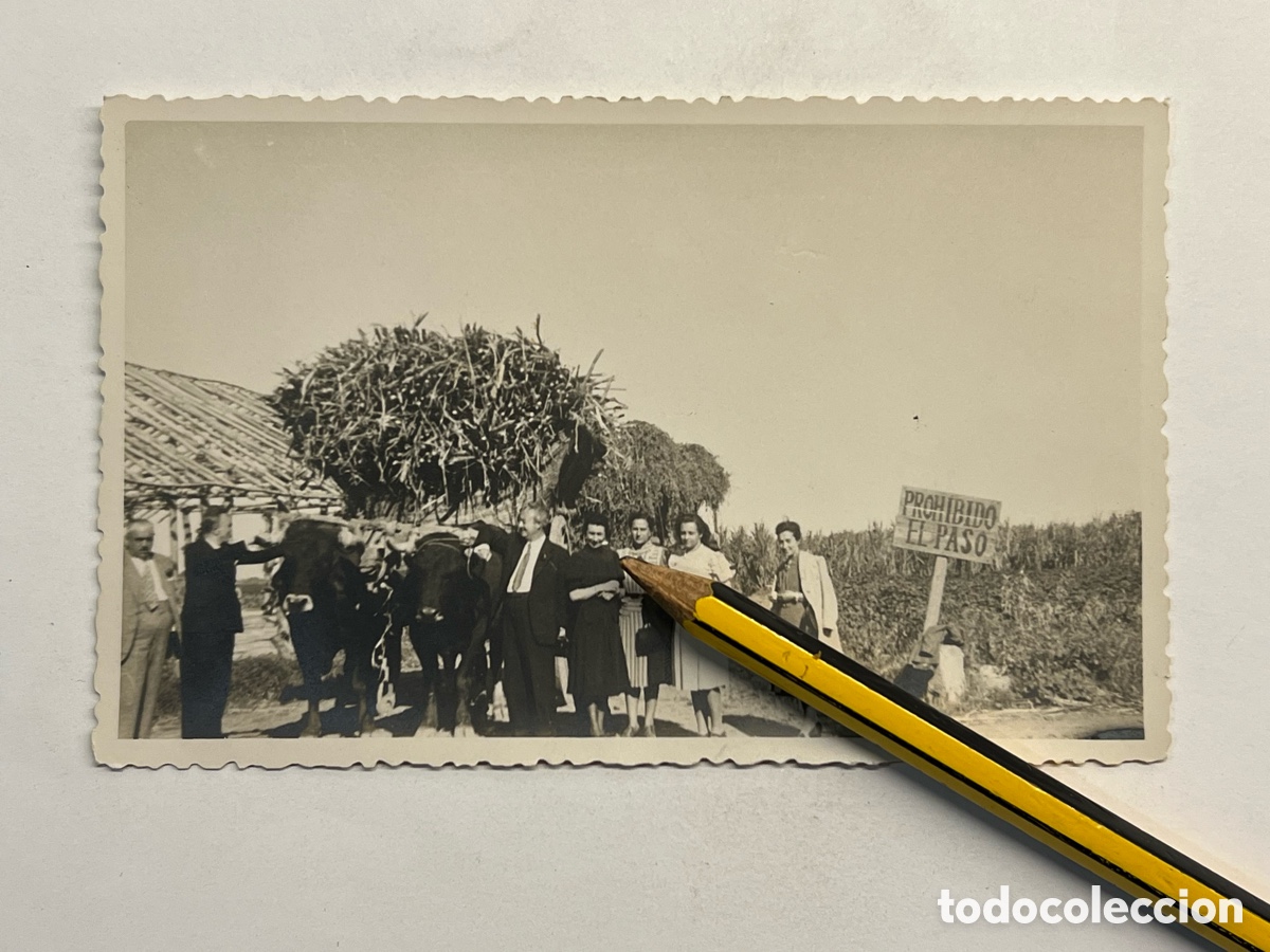 Alte Fotografie: FOTOGRAFIA. Un alto en el camino hacia Andaluc&iacute;a.. Yunta de Bueyes.. (a.1942)