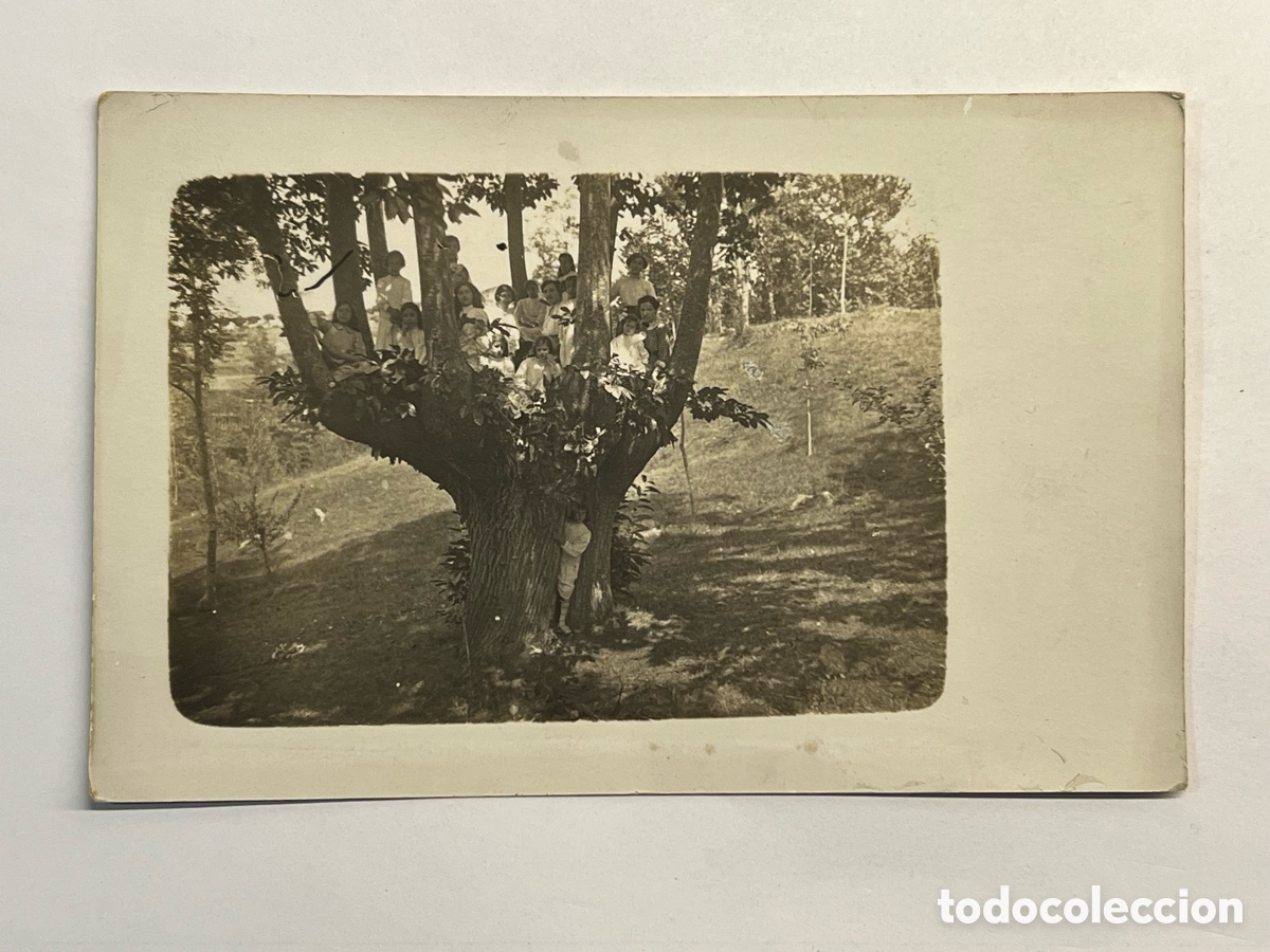 Fotograf&iacute;a antigua: FOTOGRAFIA. L&aacute; vida en un &aacute;rbol.. toda la familia subida al &aacute;rbol&hellip; (fin siglo XIX)