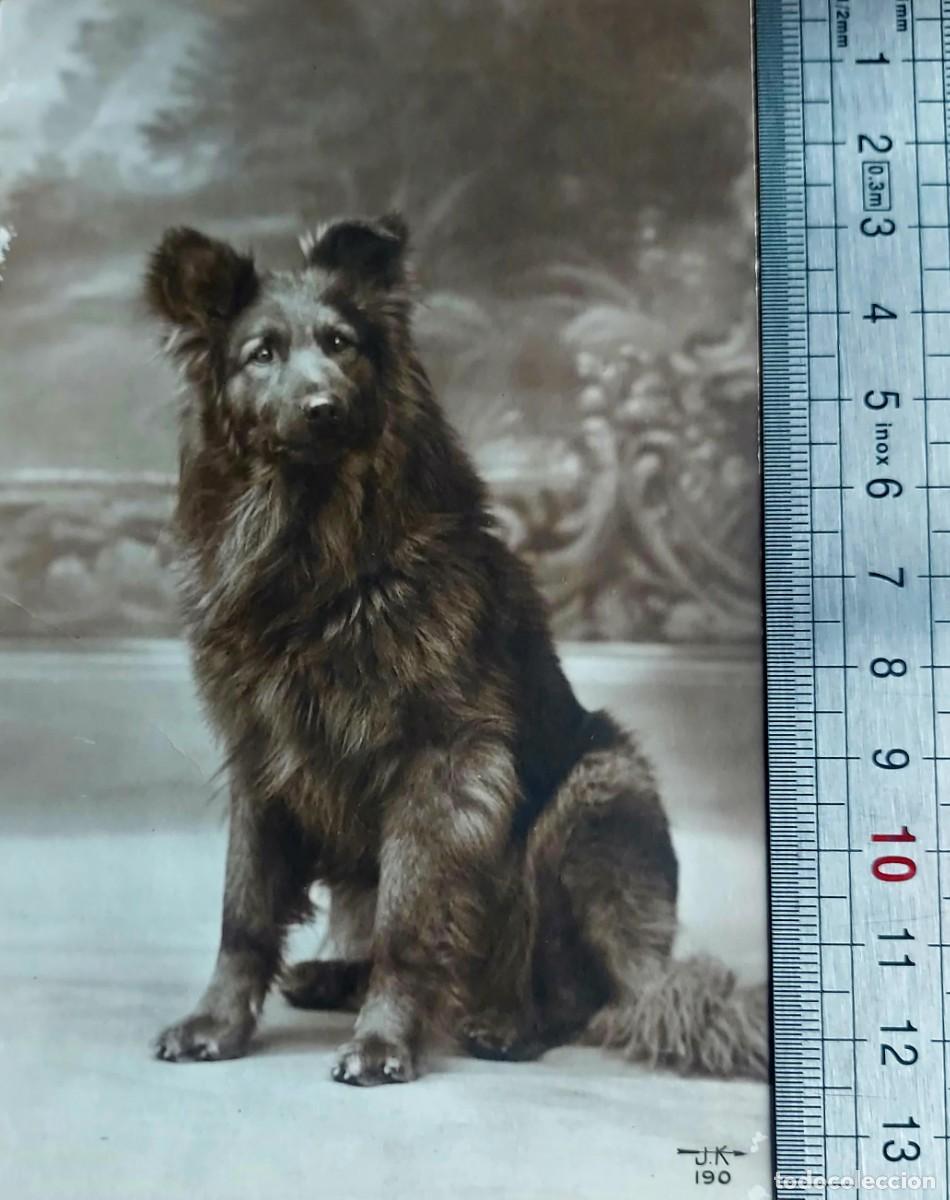 Alte Fotografie: Fotografia PERRO 1915 INEDITA