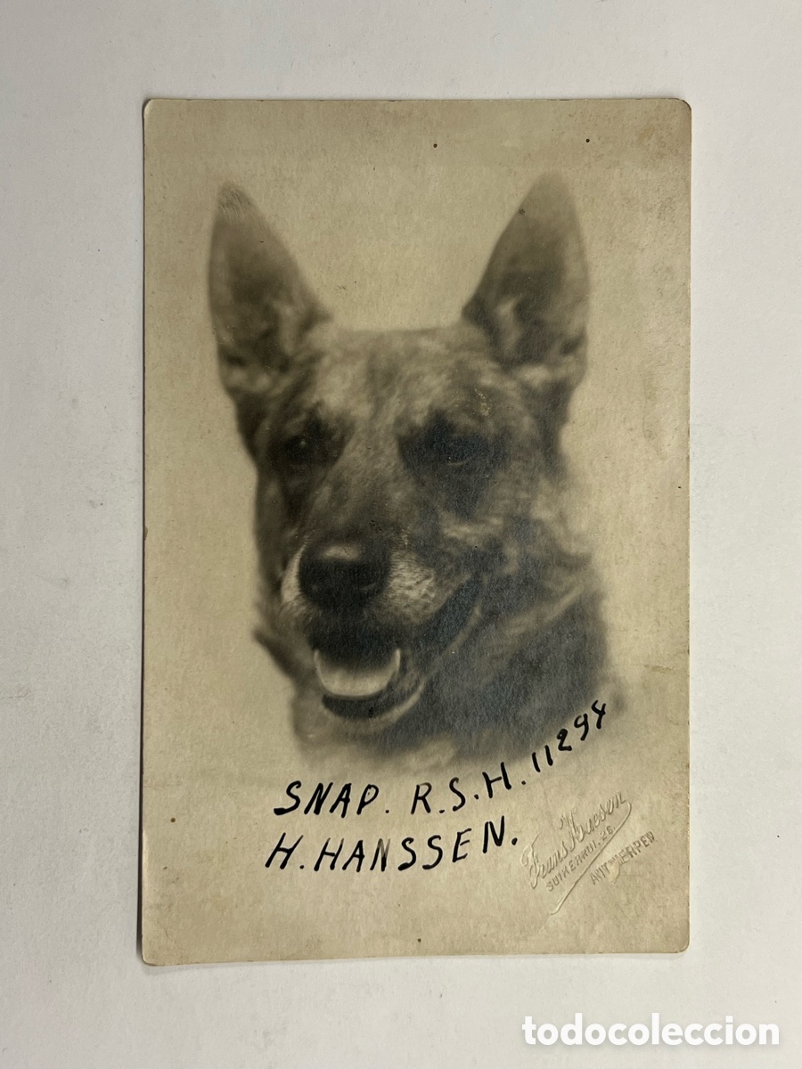 Alte Fotografie: UN PERRO CAMPE&Oacute;N. Fotograf&iacute;a SNAP R.H.S. Reverso diferentes competiciones y premios (a.1920)