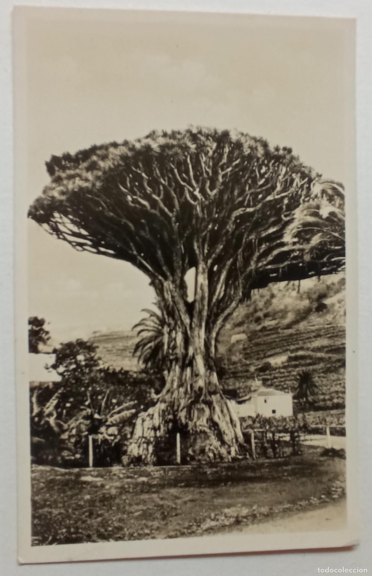 Fotograf&iacute;a antigua: FOTO POSTAL. TENERIFE. DRAGO DE ICOD. ERROR EN LA DESCRIPCI&Oacute;N AL DORSO
