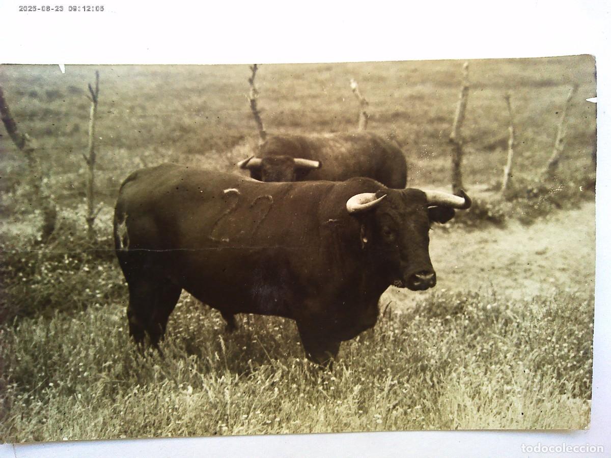 Fotografia antiga: FOTO DE TORO BRAVO LLAMADO CAMPANILLO , 1924 . DE SERRANO , SEVILLA