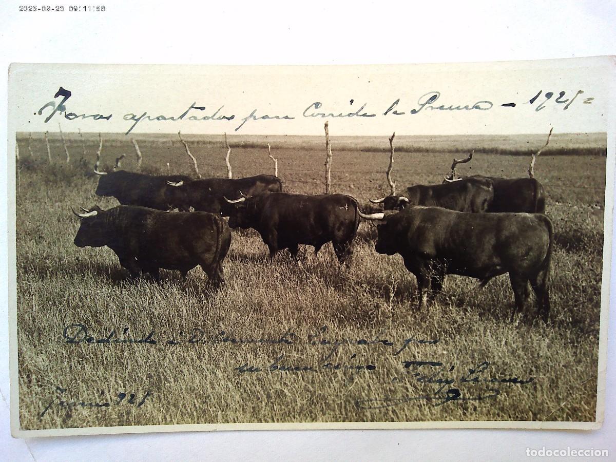 Fotograf&iacute;a antigua: FOTO DE TOROS BRAVOS APARTADOS PARA CORRIDA , 1921. DE SANCHEZ DEL PANDO , SEVILLA