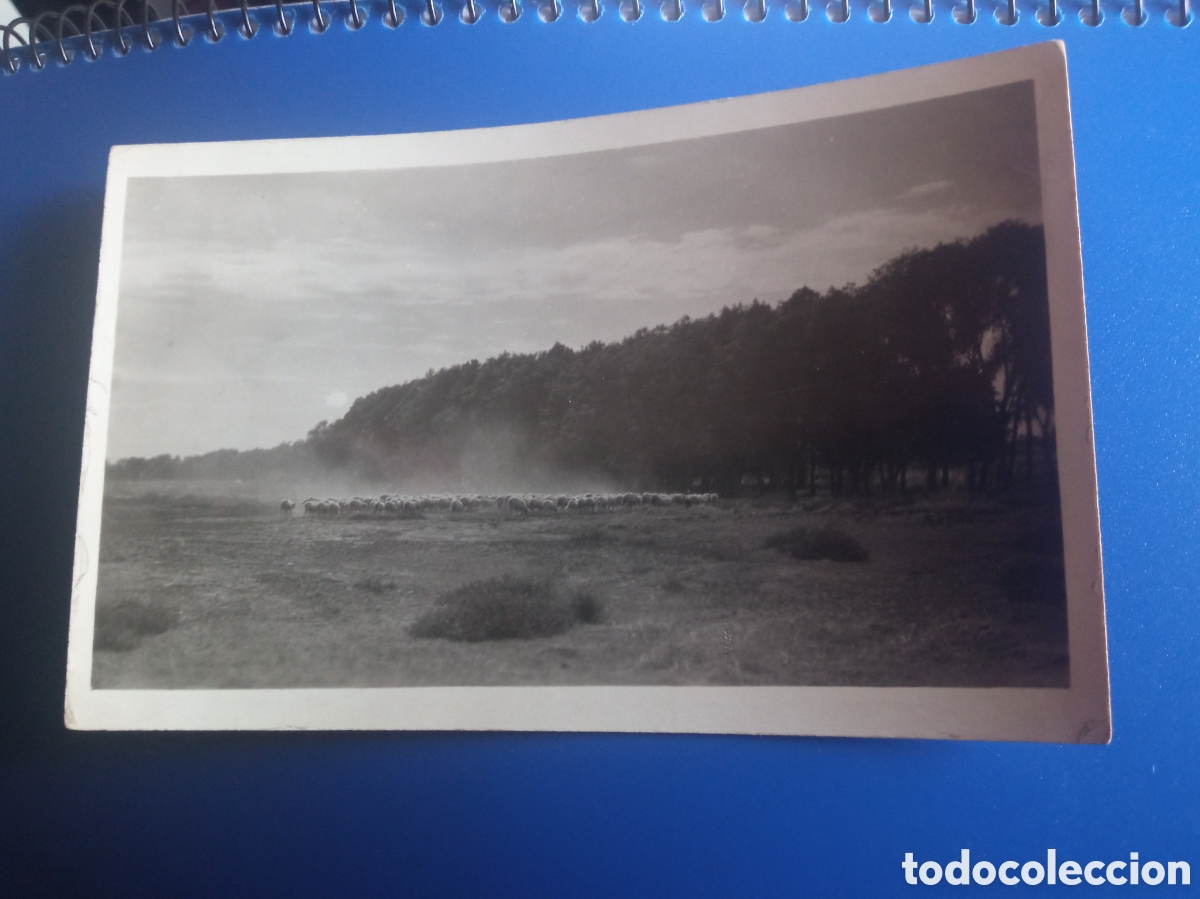 Fotograf&iacute;a antigua: Antigua fotograf&iacute;a C. MERLINO, Argentina, tama&ntilde;o postal