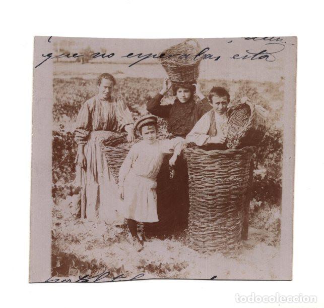 Fotograf&iacute;a antigua: GRUPO, COMPUESTO POR MUJERES Y NI&Ntilde;OS, PARTICIPANDO EN LA VENDIMIA TRADICIONAL EN EL CAMPO.