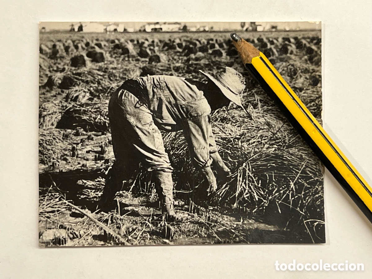 Fotograf&iacute;a antigua: VALENCIA. Labrador segando las espigas.. donde se produce el mejor arroz de Espa&ntilde;a.. (h.1950?)