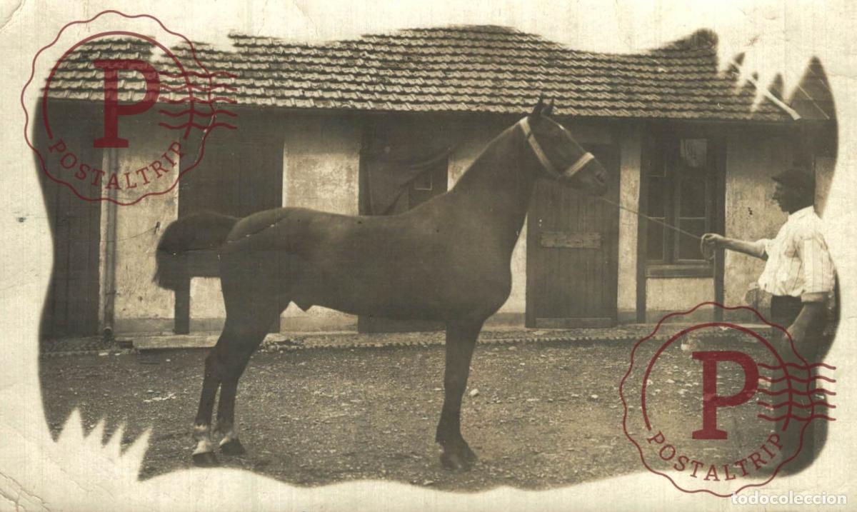 Photographie ancienne: RPPC. FOTOPOSTAL. CABALLO. CHEVAIL. HORSE.