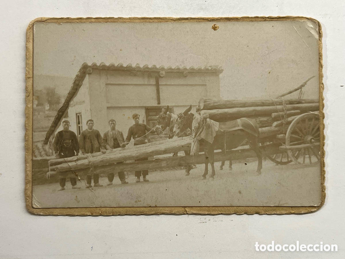 Fotograf&iacute;a antigua: EL CARRATEO.. Transporte tradicional de madera Comarca los Serranos Rinc&oacute;n de Ademuz (fin siglo XIX)