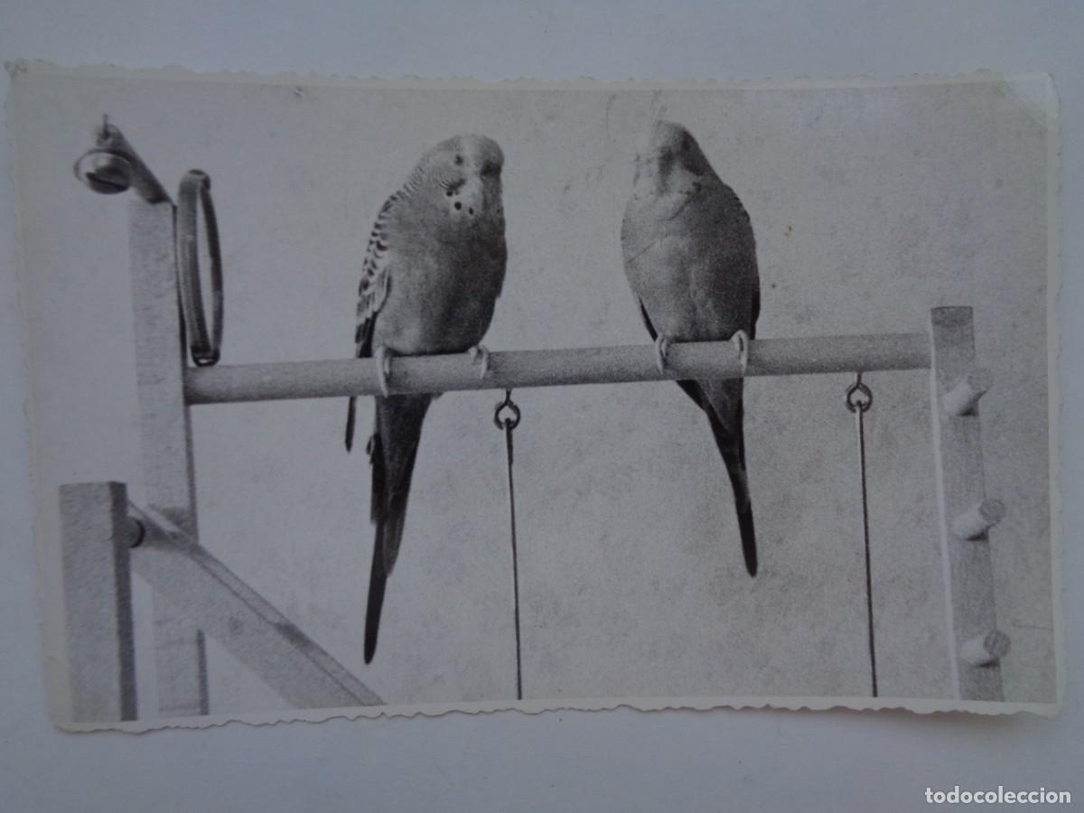 Antique Photography: FOTO DE UNA PAREJA DE PERIQUITOS