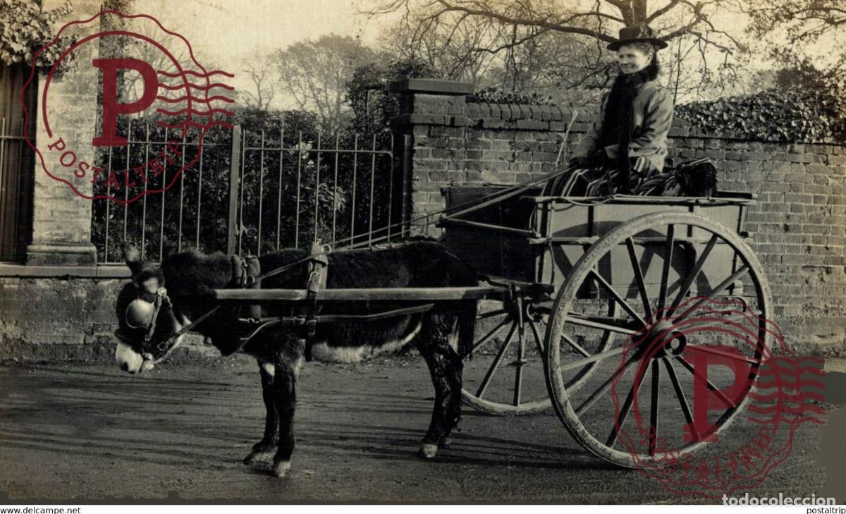 Fotograf&iacute;a antigua: RPPC TRANSPORT TRANSPORTE BURROS DONKEYS &Acirc;NES ANIMALES ANIMALS LEX ANIMAUX