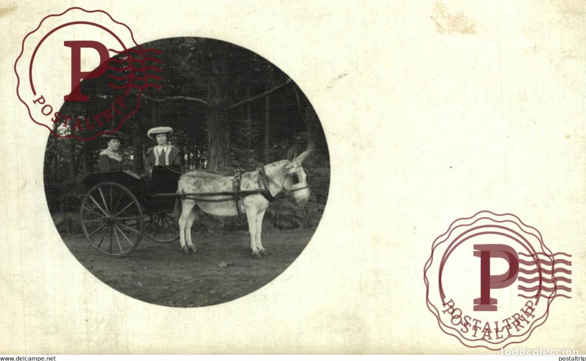 Fotograf&iacute;a antigua: RPPC TRANSPORT TRANSPORTE BURROS DONKEYS &Acirc;NES ANIMALES ANIMALS LEX ANIMAUX