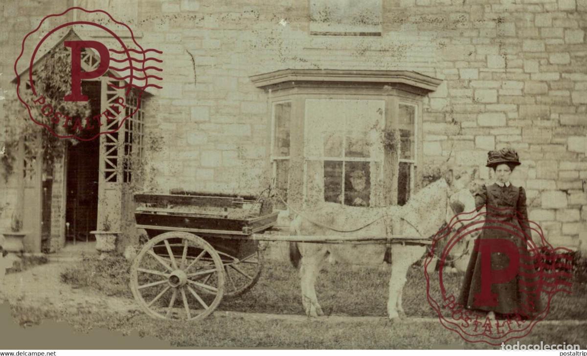 Fotograf&iacute;a antigua: RPPC TRANSPORT TRANSPORTE BURROS DONKEYS &Acirc;NES ANIMALES ANIMALS LEX ANIMAUX